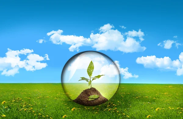 Glazen bol met plant in een veld — Stockfoto