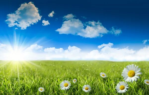 Margherite selvatiche nell'erba con cielo — Foto Stock