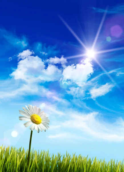 Divoké sedmikráska v trávě proti obloze bleu — Stock fotografie
