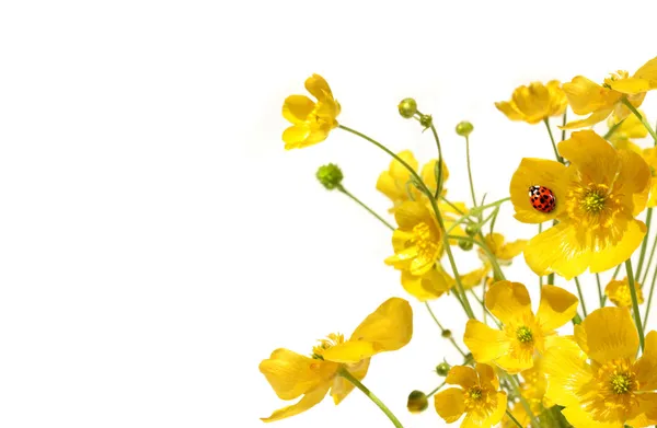 Sarı düğünçiçekleri beyaz uğur böceği ile — Stok fotoğraf