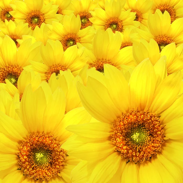 Flores amarelas de girassol — Fotografia de Stock