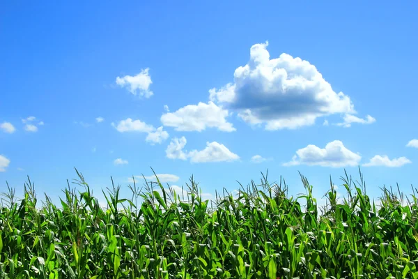 Campo de maíz en agosto —  Fotos de Stock
