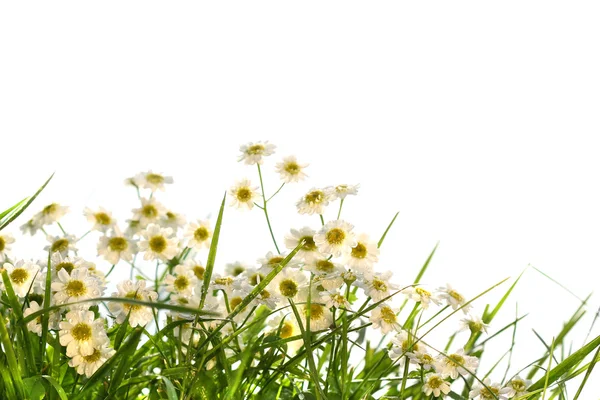 Little wild daisies — Stock Photo, Image