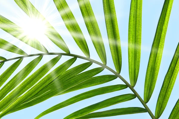棕榈叶阳光明媚的天空 — 图库照片