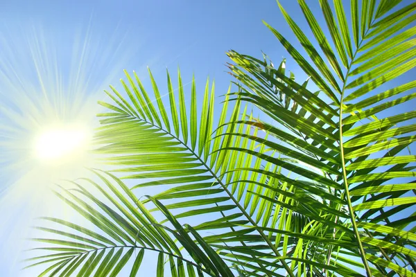 Ramas de palma en el sol de verano — Foto de Stock