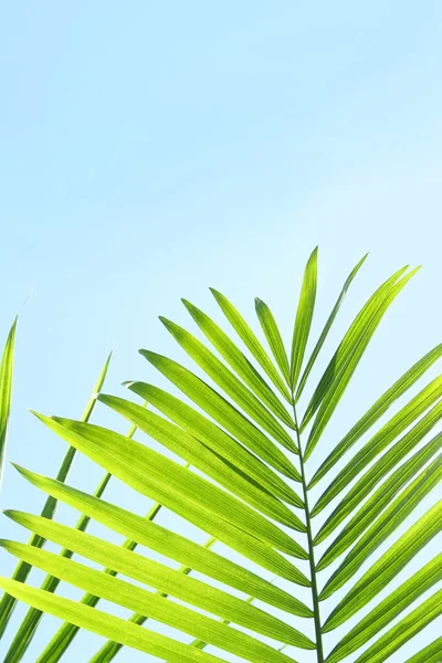 Palmblad mot en blå sommarhimmel — Stockfoto