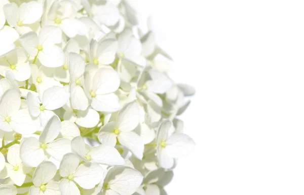 Weiße Hortensienblüten — Stockfoto
