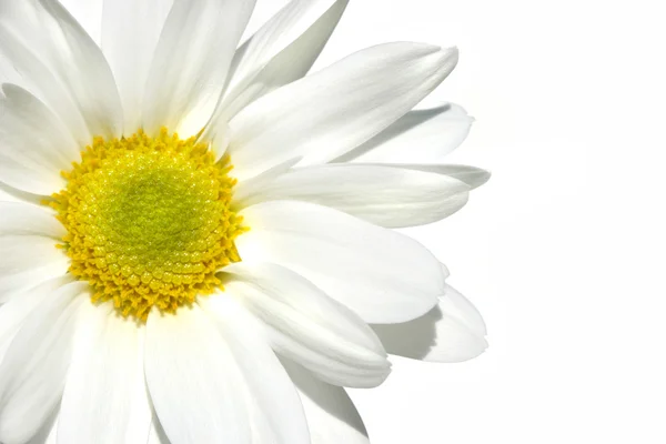 stock image White shasta daisy on white