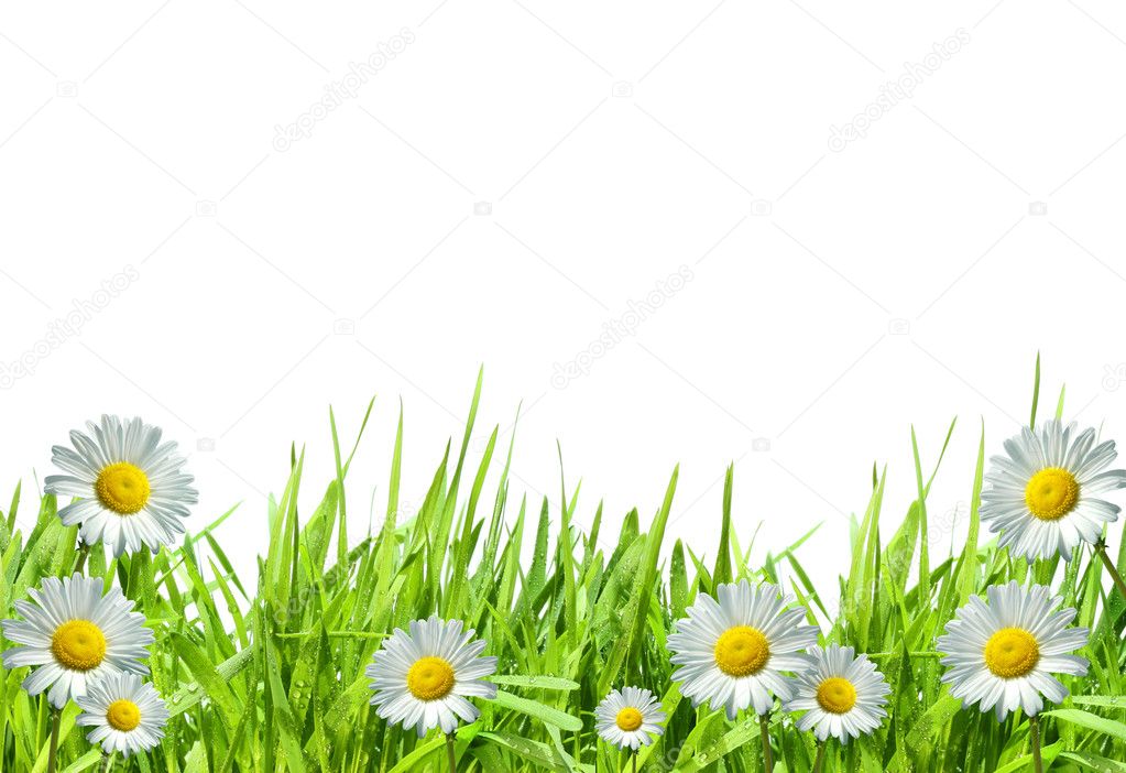 Grass with daisies against a white