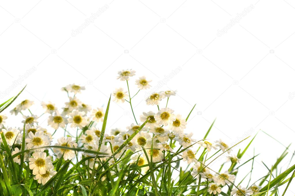 Little wild daisies