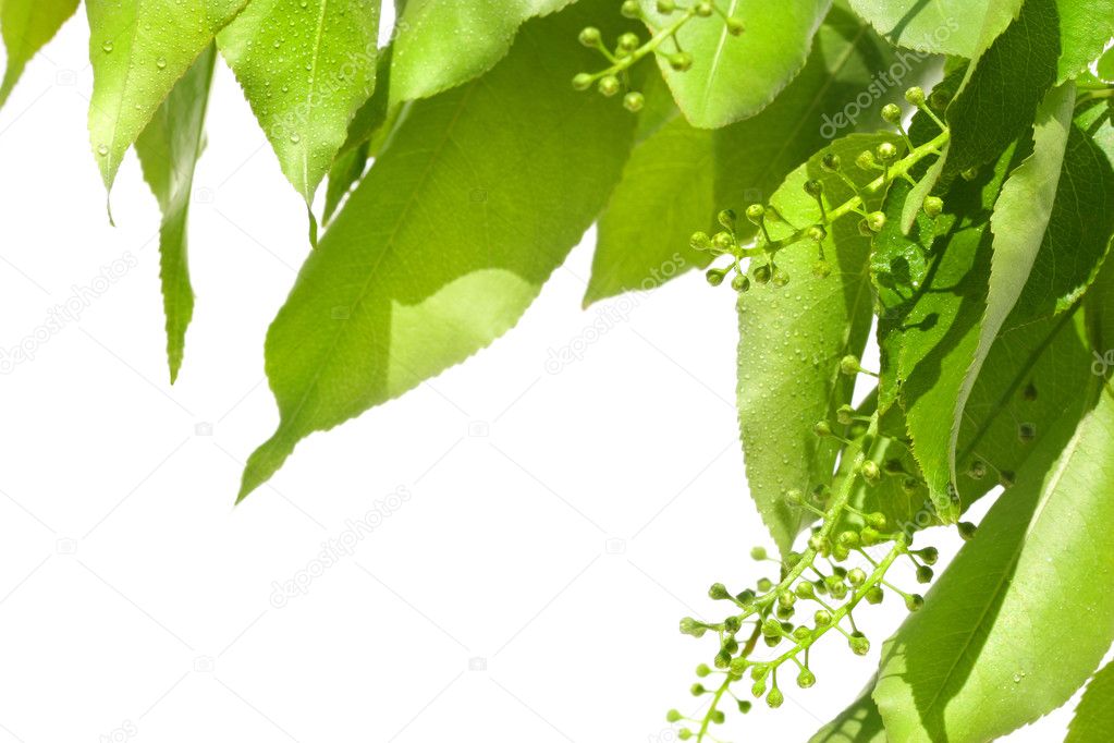Summer green leaves isolated on white — Stock Photo © Sandralise 3245971