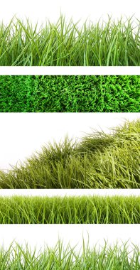 Assortment of different grass on white clipart