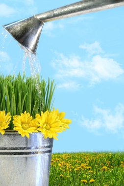 Watering flowers and grass for spring clipart