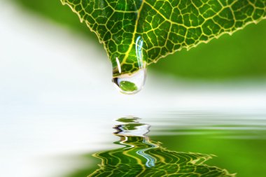 Leaf droplet over water clipart