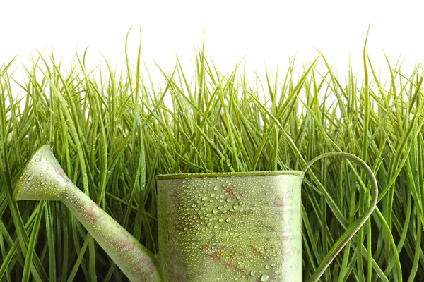 Small watering can with tall grass against white — Stock Photo, Image