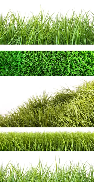 Beyaz üzerine farklı çim çeşitleri — Stok fotoğraf
