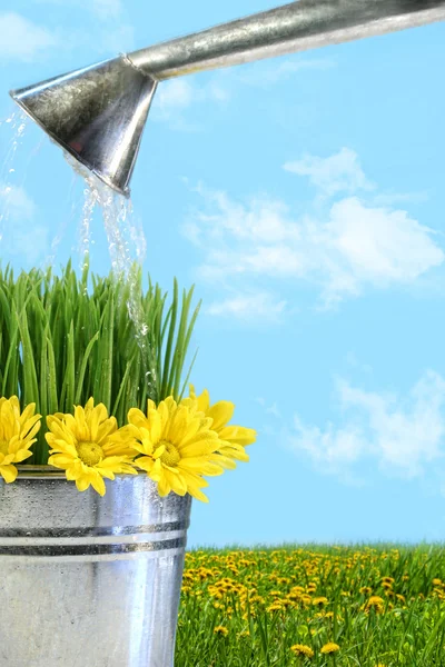 Bloemen en gras water geven voor de lente — Stockfoto