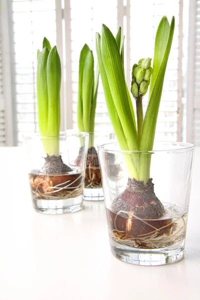 Hyacint jaro žárovek ve skleněných nádobách — Stock fotografie
