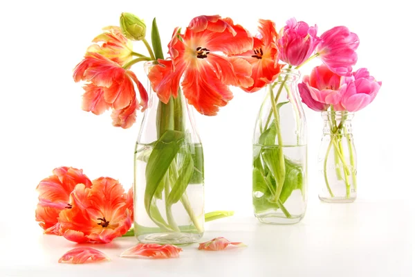 Colorful spring tulips in old milk bottles — Stock Photo, Image