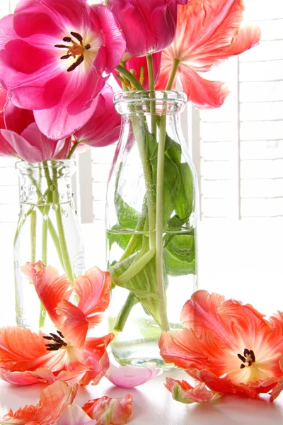 Spring tulips in old milk bottles — Stock Photo, Image