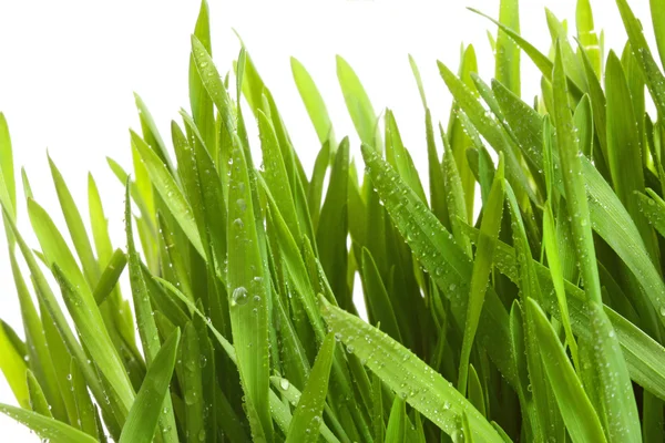Wheatgrass against a white — Stock Photo, Image