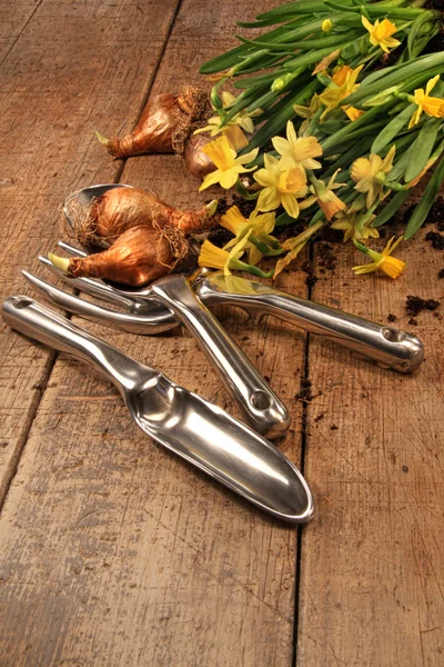 Dafidoles amarillos con herramientas de jardín —  Fotos de Stock