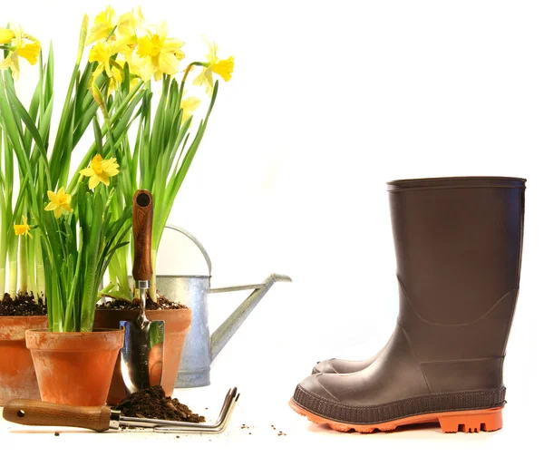 Pots of daffodils with rubber boots on white — Stock Photo, Image