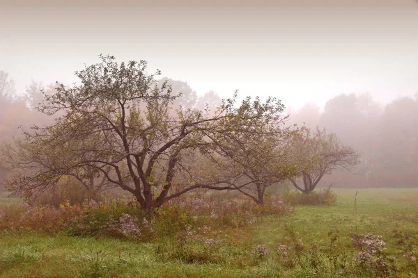 Appels bomen in de mist — Stockfoto