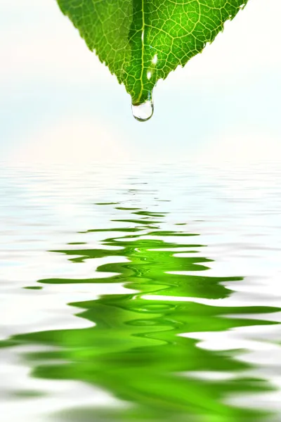 Green leaf over water reflection — Stock Photo, Image