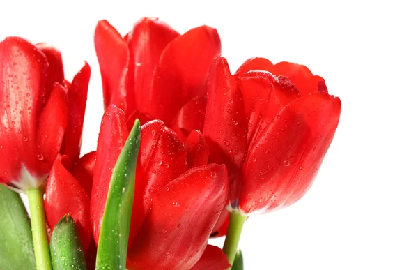 Красные тюльпаны против белых — стоковое фото