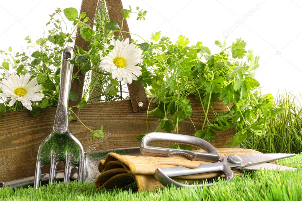 Fresh herbs in wooden box with tools