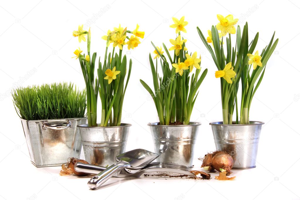 Pots of daffodils with garden tools on white