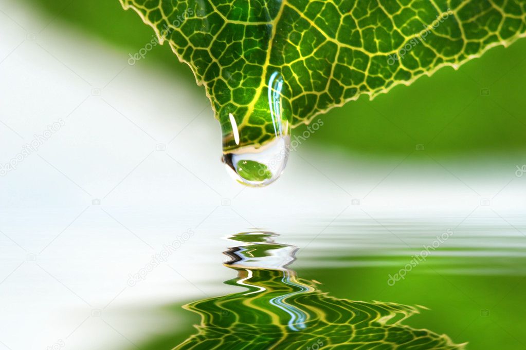 Leaf droplet over water