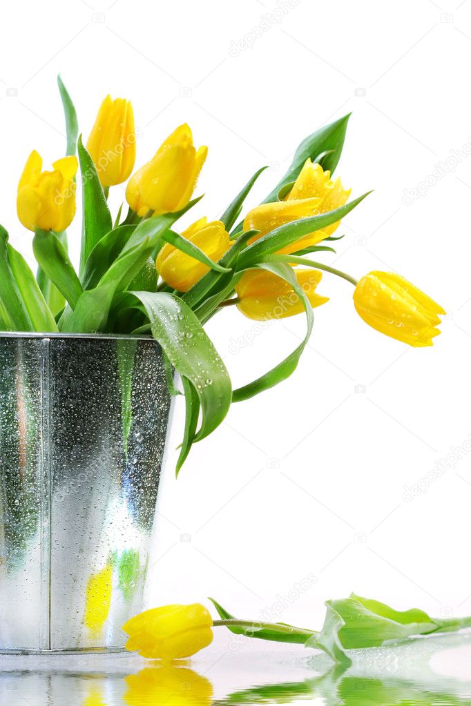 Yellow spring tulips
