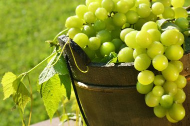 Green grapes in the sun clipart