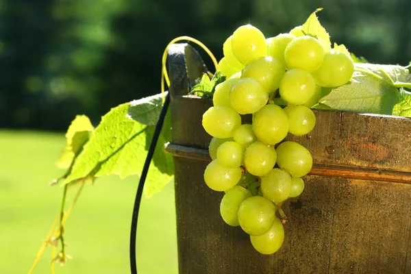 Druiven in wijn emmer — Stockfoto