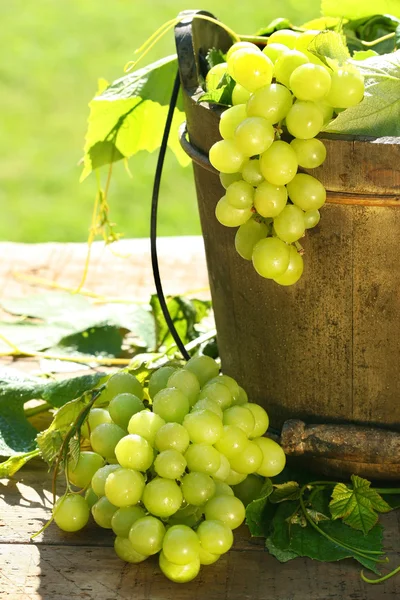 stock image Green grapes and leaves