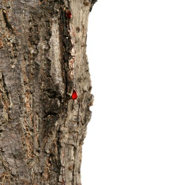 Close-up of blood dripping from tree clipart