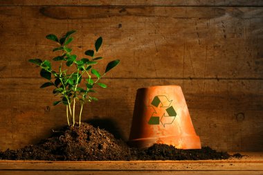 Close-up of young plant with flower pot clipart