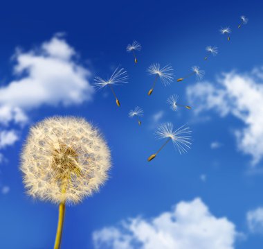 Dandelion seeds blowing in the wind clipart