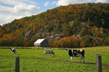 Cows grazing on pasture in early fall clipart