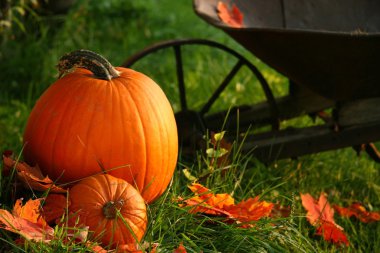 Pumpkins in the grass ready for halloween clipart