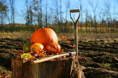 Autumn pumpkins in the garden clipart