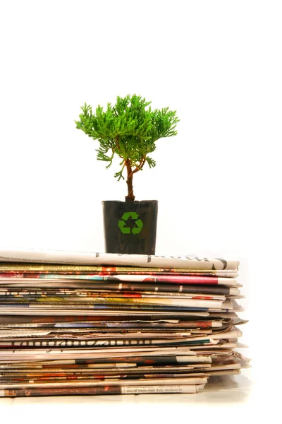 Plant on top of pile of newspapers — Stock fotografie