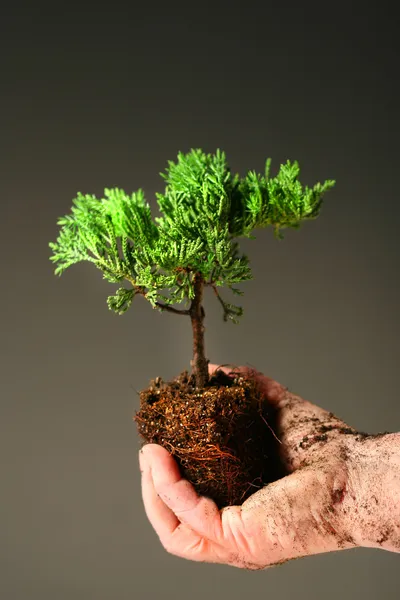 Mão suja segurando uma pequena árvore — Fotografia de Stock