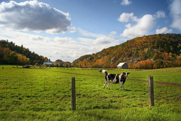 Autumn grazing — Stock Photo, Image