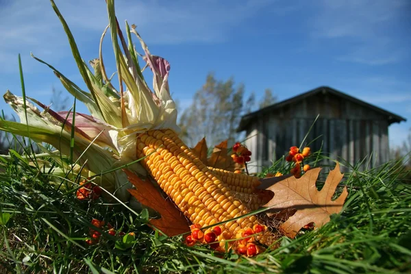Сушені кукурудзи — стокове фото