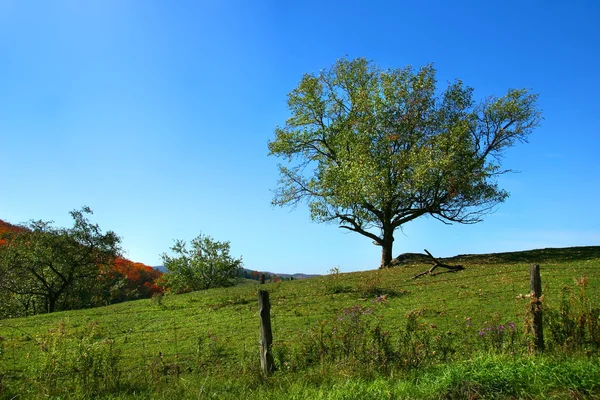 stock image Apple tree on the hill