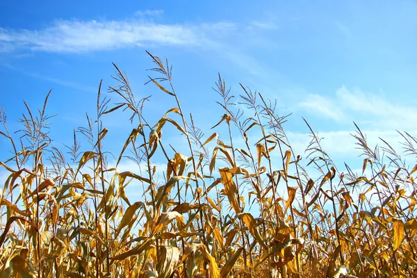 Jesień kukurydzy — Zdjęcie stockowe