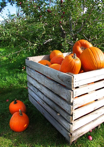 Abóboras de outono em um pomar de maçã — Fotografia de Stock